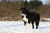 BORDER COLLIE 1119